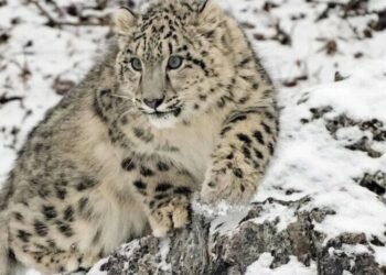 بھارت میں کُل 713 برفانی تیندوے ہیں، پہلے سروے کی رپورٹ جاری