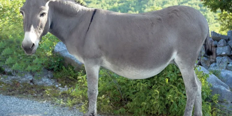 In Rawalpindi, a man has been reported to have cut off a donkey’s ears.