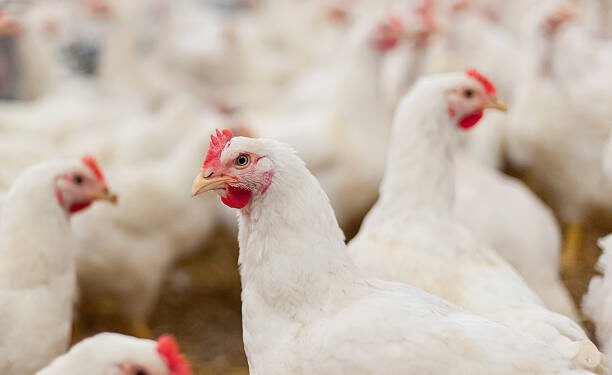 Lahore High Court Affirms CCP’s Authority to Investigate Poultry Feed Manufacturers